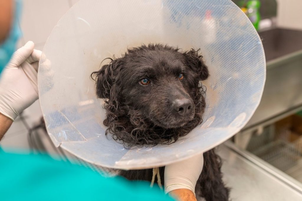 dişi köpek kısırlaştırma