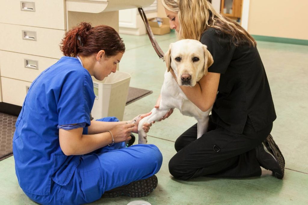 alibeyköy veteriner