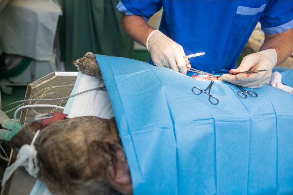 dişi köpek Kısırlaştırma