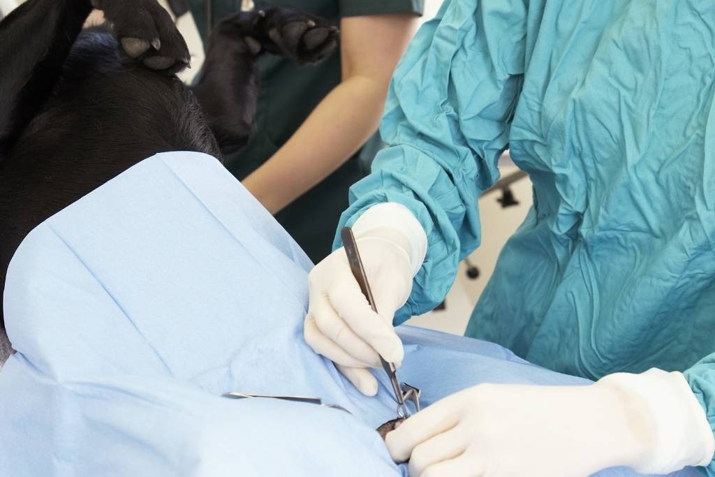 erkek köpek Kısırlaştırma