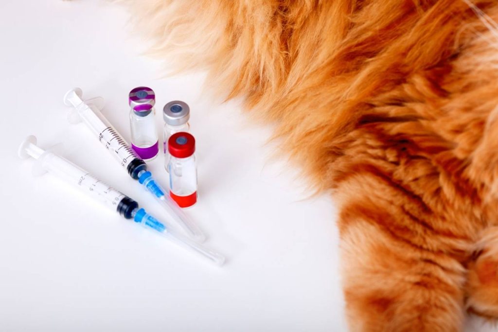 kedi aşı fiyatları