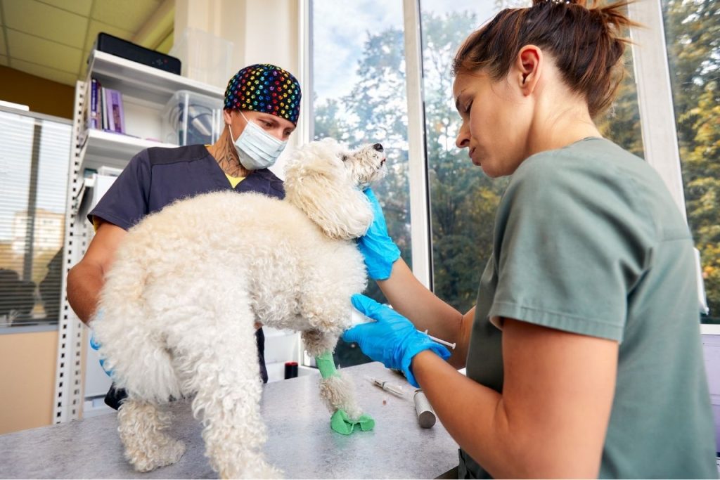 Kemerburgaz Veteriner