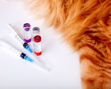 kedi aşı fiyatları