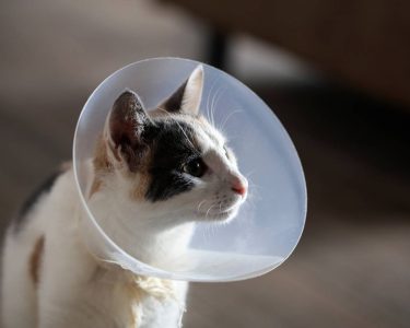 kedi kısırlaştırma fiyatı