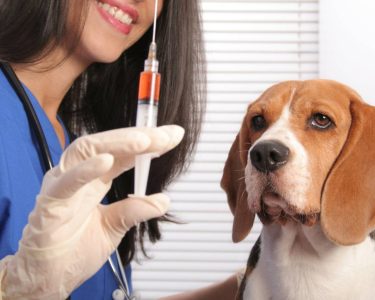 köpek aşı fiyatları