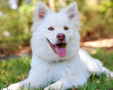 köpek kısırlaştırma ücreti